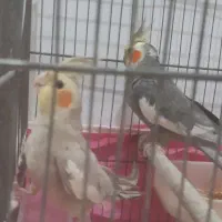 عروس هلندی|پرنده|رشت, شهرک شهید مفتح|دیوار