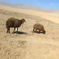 دوراس بره ماده