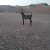 اسب مادیان و کره نریان|اسب و تجهیزات اسبسواری|شهریار, شهریار|دیوار