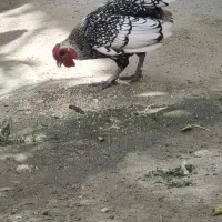 خروس زینتی مینیاتوری سبرایت