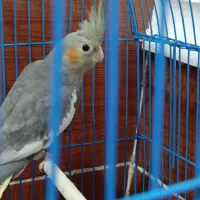 عروس هلندی نر