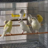 ماده قناری رسمی