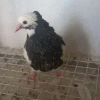 کبوترطوقی و سرور جوجه