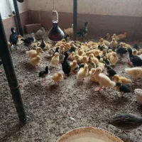 فروش جوجه اردک پکنی