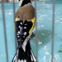 سهره نر|پرنده|اردبیل, |دیوار