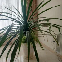 گل پاندانوس