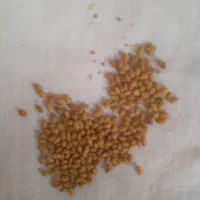 بذر یونجه رنجر