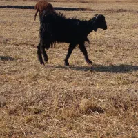 بزغاله داشتی