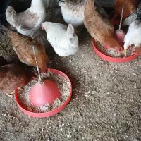 مرغ تخم گذار|حیوانات مزرعه|اطاقور, |دیوار