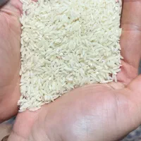 فروش برنج هاشمی اصل