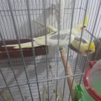 جفت عروس هلندی دوکت با ۳تا جوجه