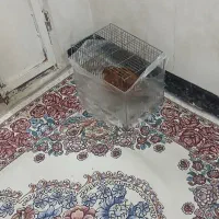 جوجه‌ خروس کردی