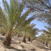 درختکاری|گل و گیاه طبیعی|فیروزآباد (فارس), |دیوار