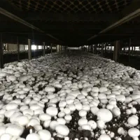 واگذاری کمپوست استفاده شده