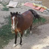 اسب