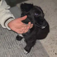 واگذاری حیوان