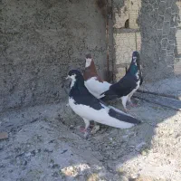 سه تا شهری زرنگ