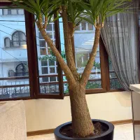یوکا