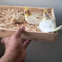 عروس هلندی لوتینو زعفرانی|پرنده|ابهر, |دیوار