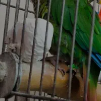 گرینجیک