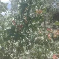 فروش باغ گردوو بادام حوالی غرق آباد|فروش دفتر صنعتی، کشاورزی، تجاری|نوبران, |دیوار