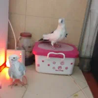 کبوتر هفت رنگ شهرستانی بلژیکی موشی|پرنده|بومهن, |دیوار