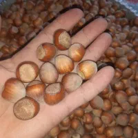 فندق گردویی کوهستانی آفتاب خشک