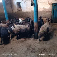 فروش گوسفند