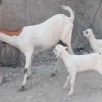 فروش بز کراچی با دو کهر ماده