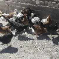 جوجه خروس 350خروس بزرگ 650تومان