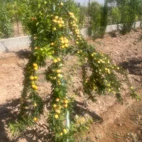 باغچه-1900-متر-قاسم-آباد-تهرانچی-با-درختان-میوه