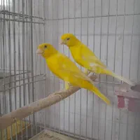 تعدادی قناری نرو ماده ویک عدد سهره ماده|پرنده|فولادشهر, مسکن مهر فولادشهر|دیوار