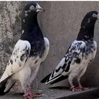 کبوتر پرشی تهرانی