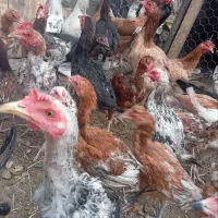 تعداد جوجه محلی