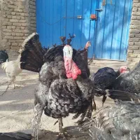 فروش بوقلمون محلی سلام