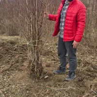 بادام پر بار اقتصادی