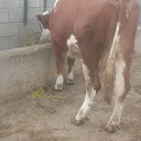 گاو سمینتال شرابی آبستن|حیوانات مزرعه|اصلاندوز, |دیوار