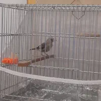 جوجه سهره آوازخان|پرنده|تبریز, |دیوار