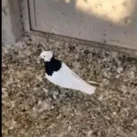 سه تا کبوتردر عجبشیر