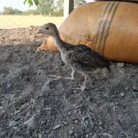جوجه بوقلمون