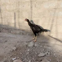 تعدادی خروس لاری 5ماهه لاری قیمت مناسب