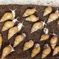 حلزون اچاتینا(معاوضه با پرنده)