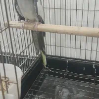 طوطی عروس هلندی نر سخنگو