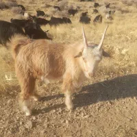 فروشی بز
