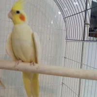 عروس هلندی لوتینو