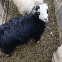 گوسفند زنده|حیوانات مزرعه|آباده, |دیوار