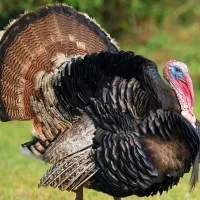 گوشت بوقلمون