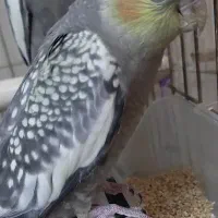 عروس خالخالی|پرنده|مشگین شهر, |دیوار