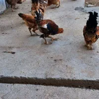 مرغ وخروس|حیوانات مزرعه|جونقان, |دیوار