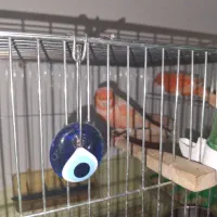 قناری رد فکتور